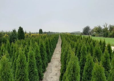 Smaragd tuja a kertben, sűrű zöld sövény