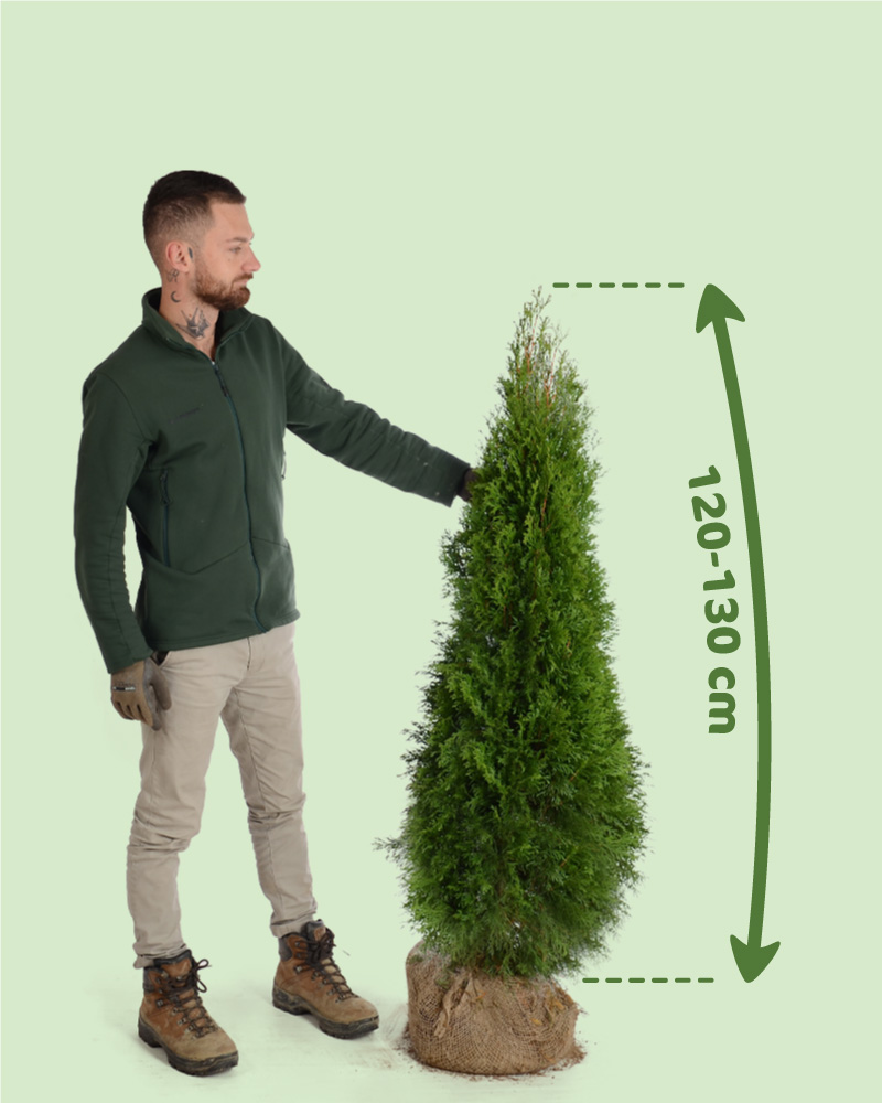 Tuja smaragd 120-130cm cena