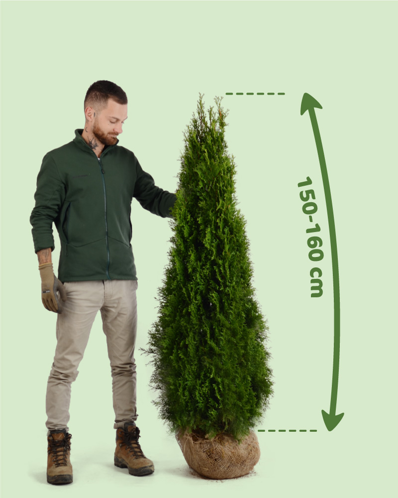 Tuja smaragd 120-130cm cena