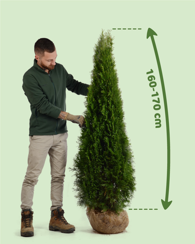 Tuje obi tuja smaragd 140-150cm