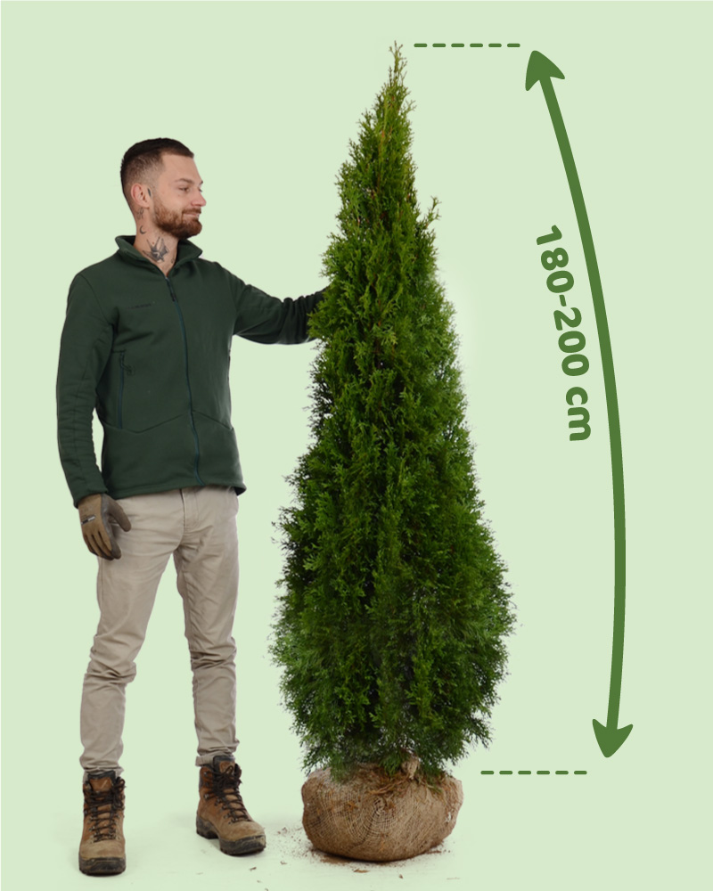 Tuje smaragd 160-170cm rýchlo rastúce tuje