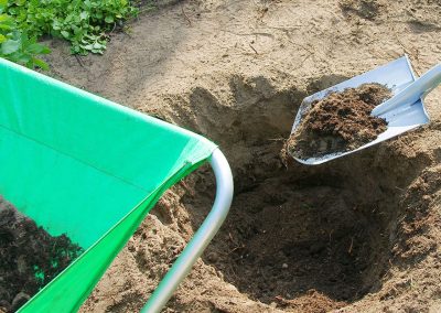 Smaragd tuja a kertben, sűrű zöld sövény