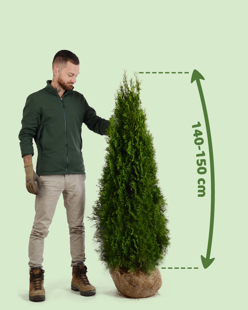 Tuja smaragd 120-130cm cena
